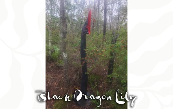 Black Dragon Lily - Antone Bruinsma
